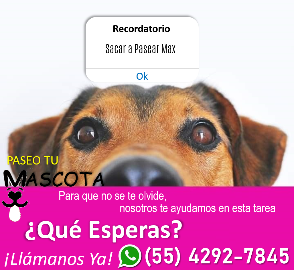 paseotumascota